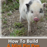 How To Build A Mini Pig Pen Using Wood Pallets