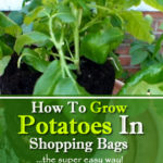 How To Grow Potatoes In Shopping Bags