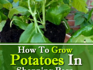 How To Grow Potatoes In Shopping Bags