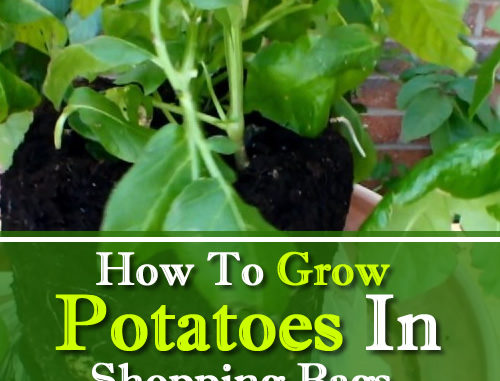 How To Grow Potatoes In Shopping Bags