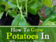 How To Grow Potatoes In Shopping Bags