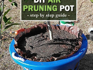 DIY Air Pruning Pot