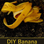 diy banana tea fertilizer
