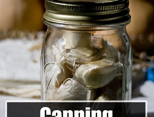 Canning Garlic Recipe
