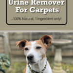 DIY Dog Urine Remover For Carpets