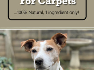 DIY Dog Urine Remover For Carpets
