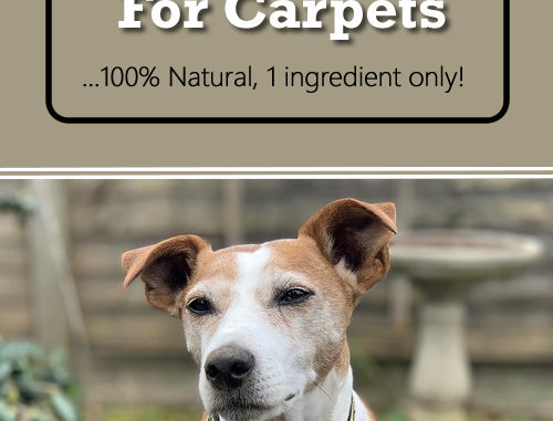 DIY Dog Urine Remover For Carpets