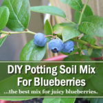 DIY Potting Soil Mix For Blueberries