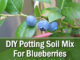 DIY Potting Soil Mix For Blueberries