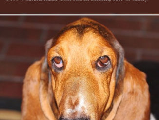 Homemade Dog Gravy Recipe
