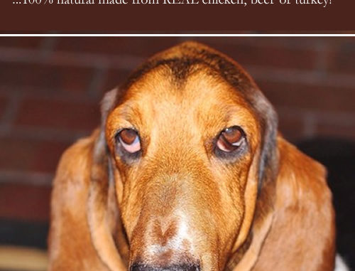 Homemade Dog Gravy Recipe