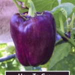 How To Grow Purple Bell Peppers