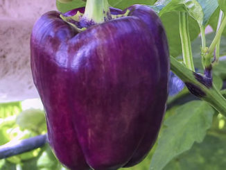 How To Grow Purple Bell Peppers