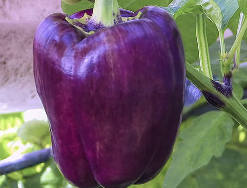 How To Grow Purple Bell Peppers