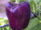 How To Grow Purple Bell Peppers