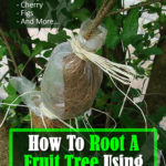 How To Root A Fruit Tree Using Air Layering