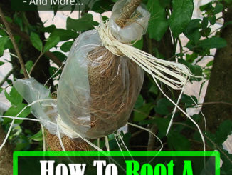 How To Root A Fruit Tree Using Air Layering