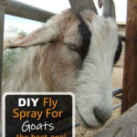 DIY Fly Spray For Goats