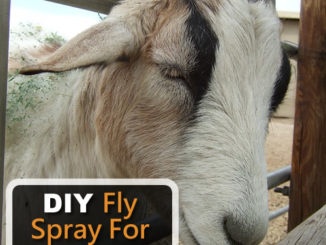 DIY Fly Spray For Goats