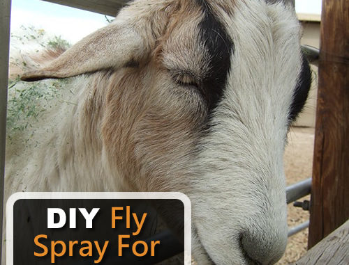DIY Fly Spray For Goats